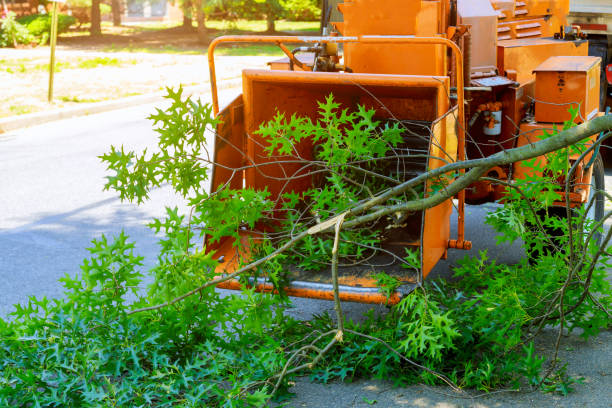 Best Tree Risk Assessment  in Milton, DE